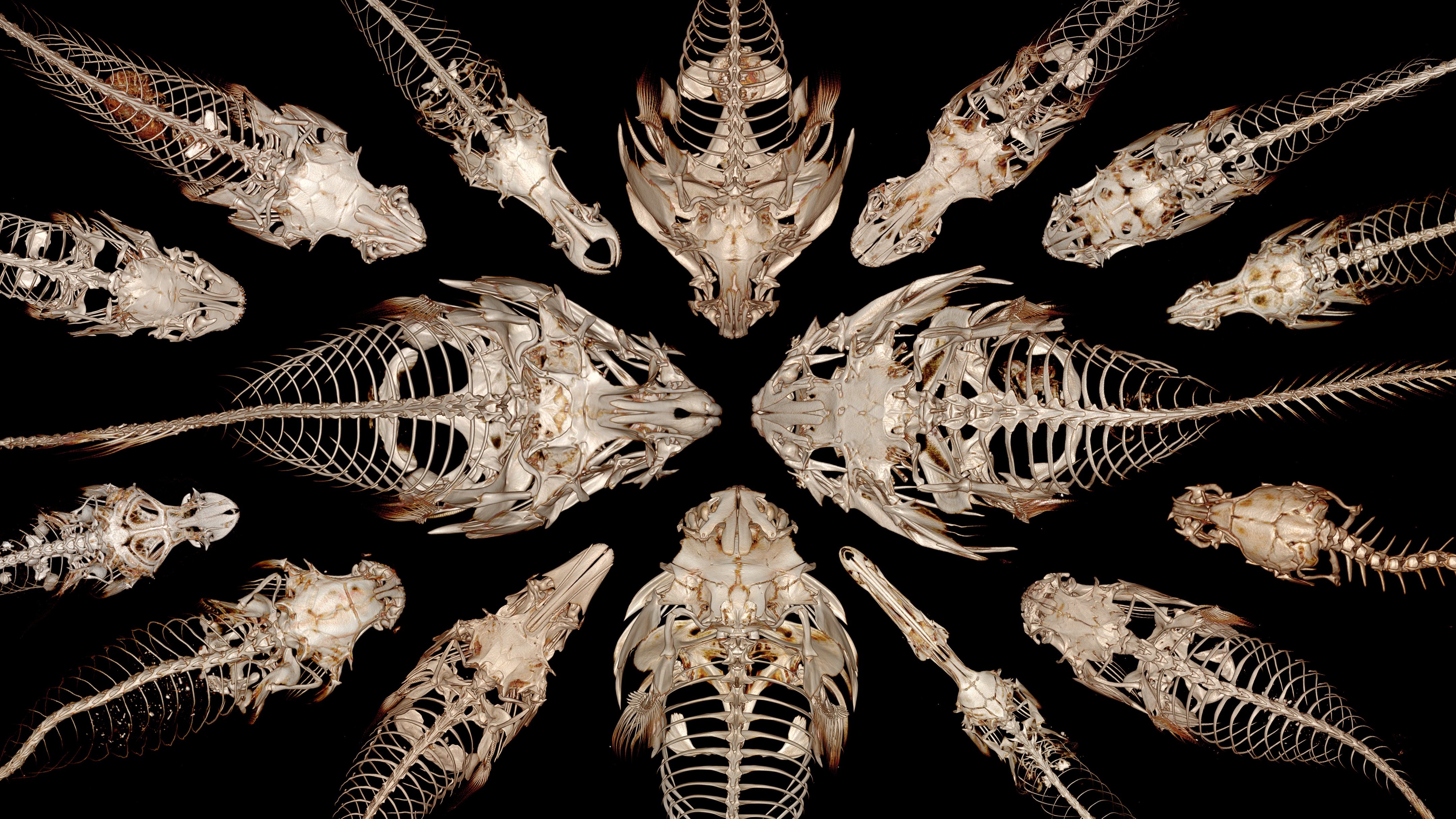 Assortment of clingfish skulls
